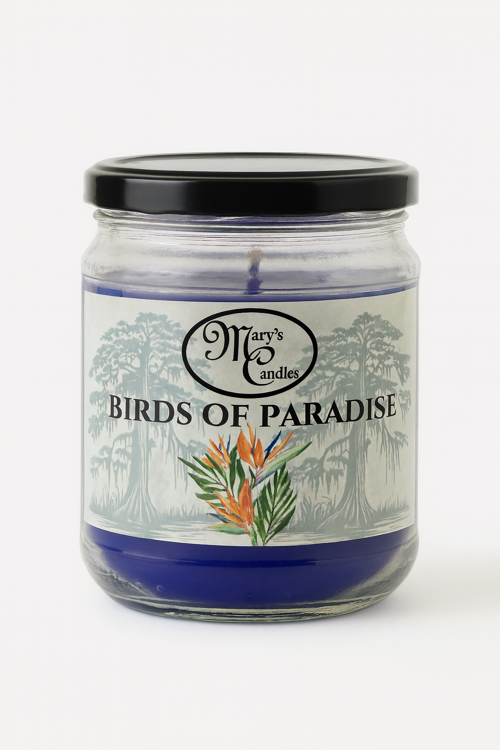 Bird of Paradise 🦜🌴